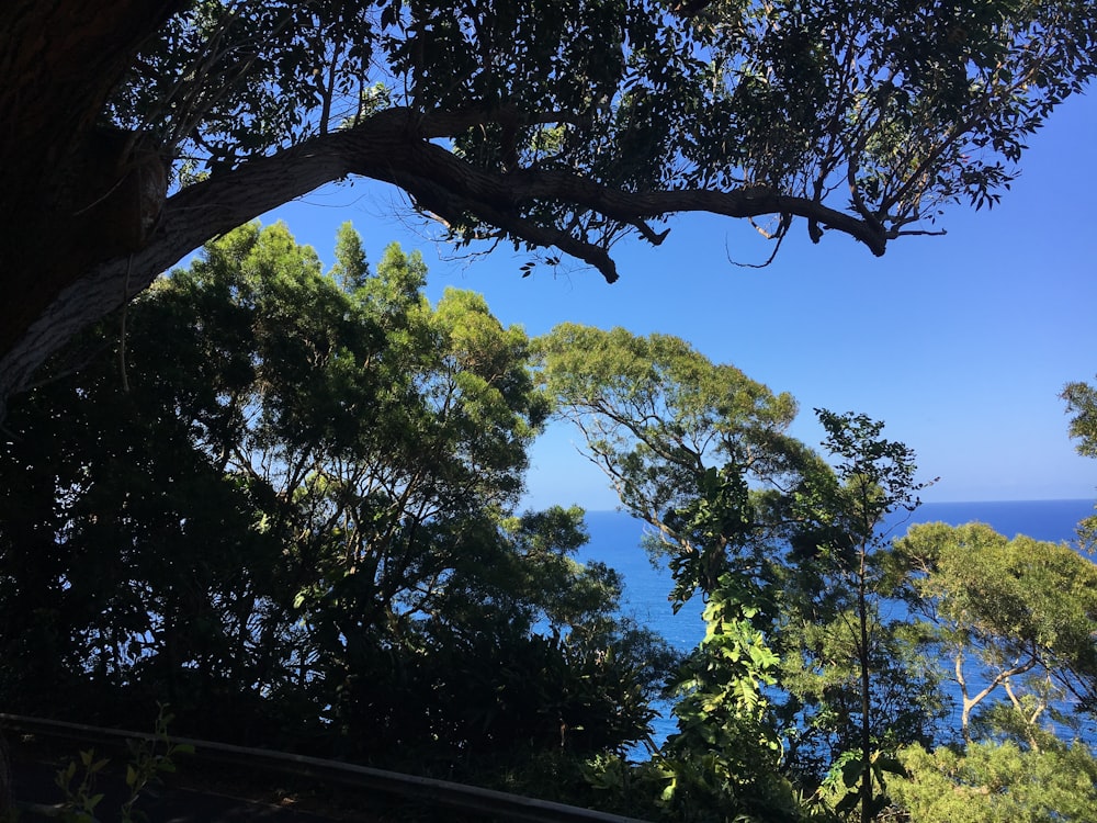 green and black trees at daytime