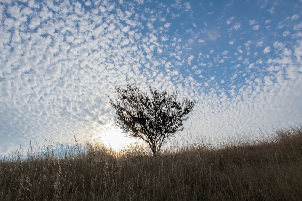 lonely tree in brown field under white and blue skies