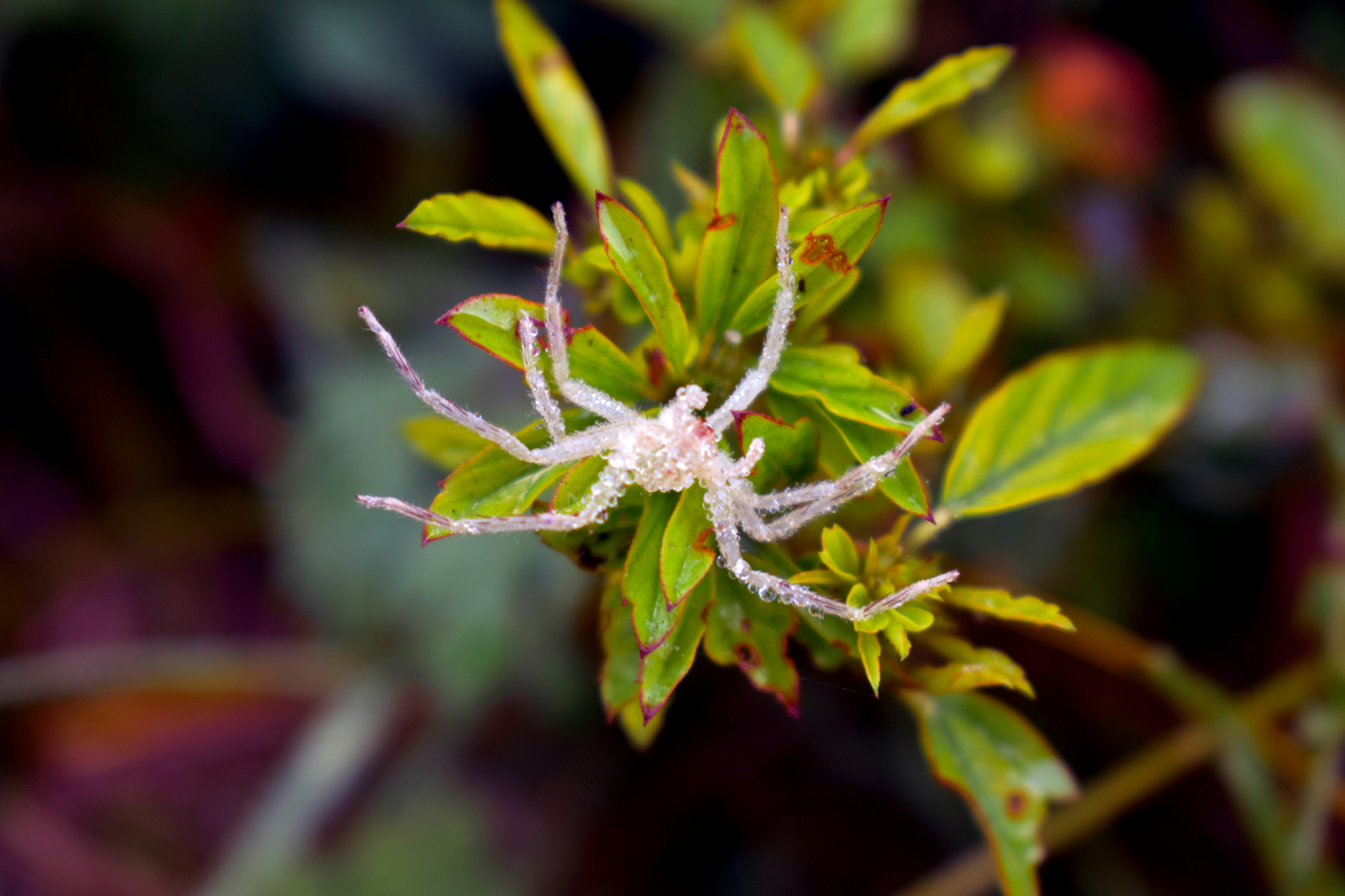 Photo by deepakramanameda
