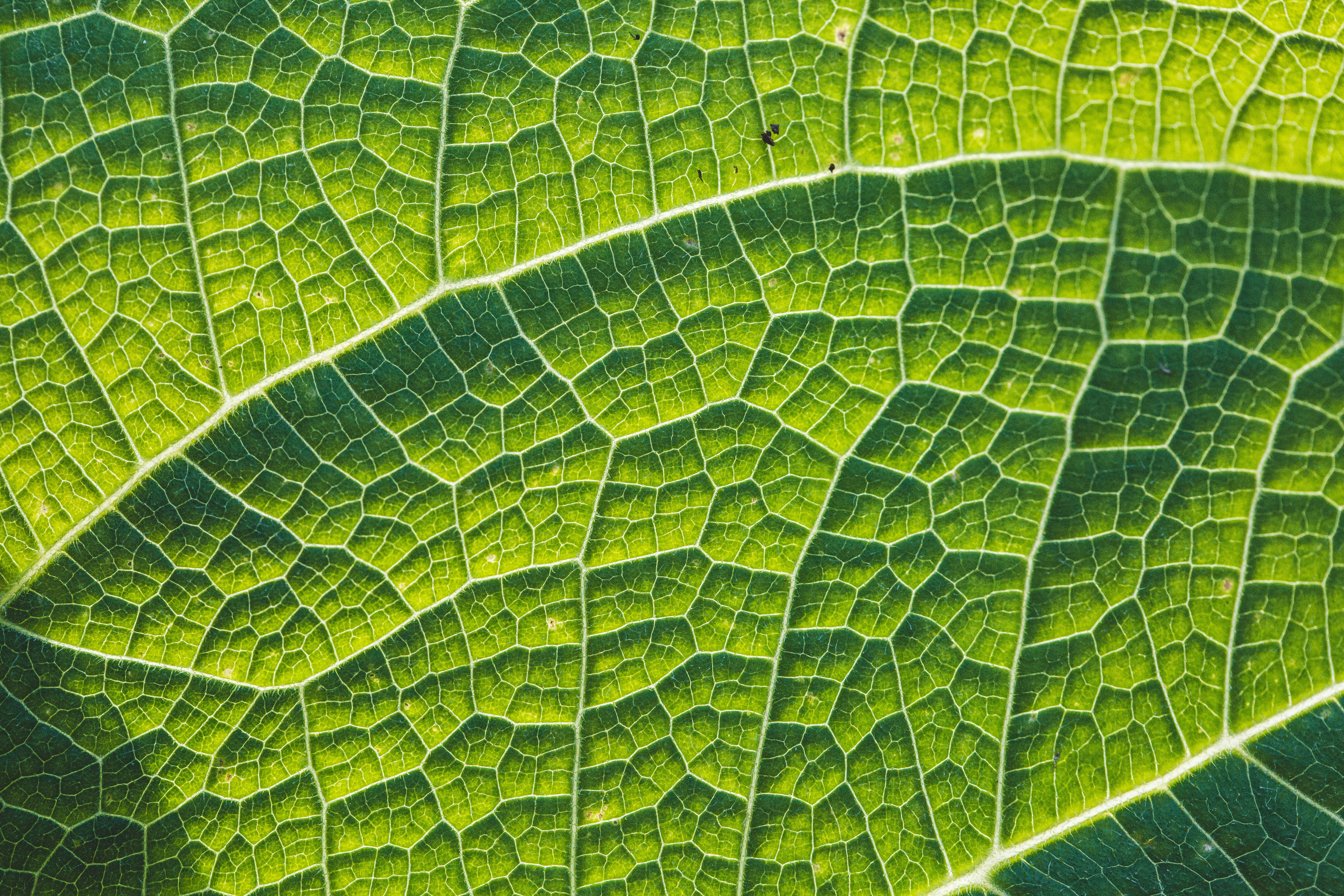 green leaf