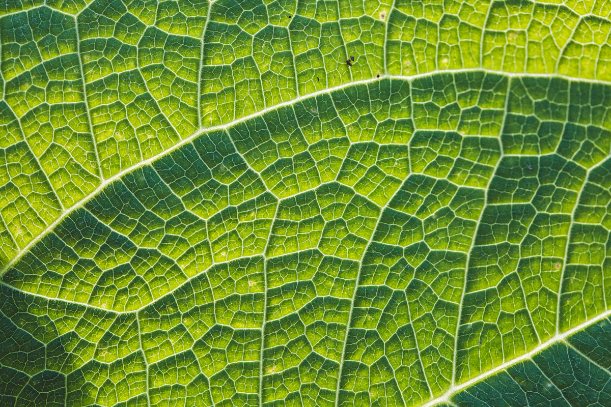 Foglie con rugiada nella luce del mattino