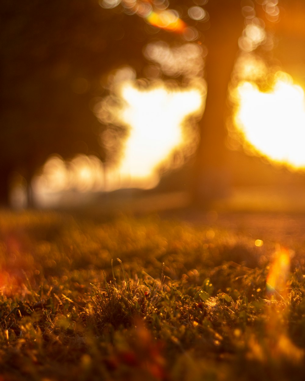 a blurry photo of a grassy area with a tree in the background