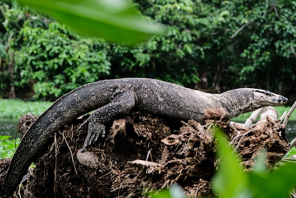 black komodo dragon