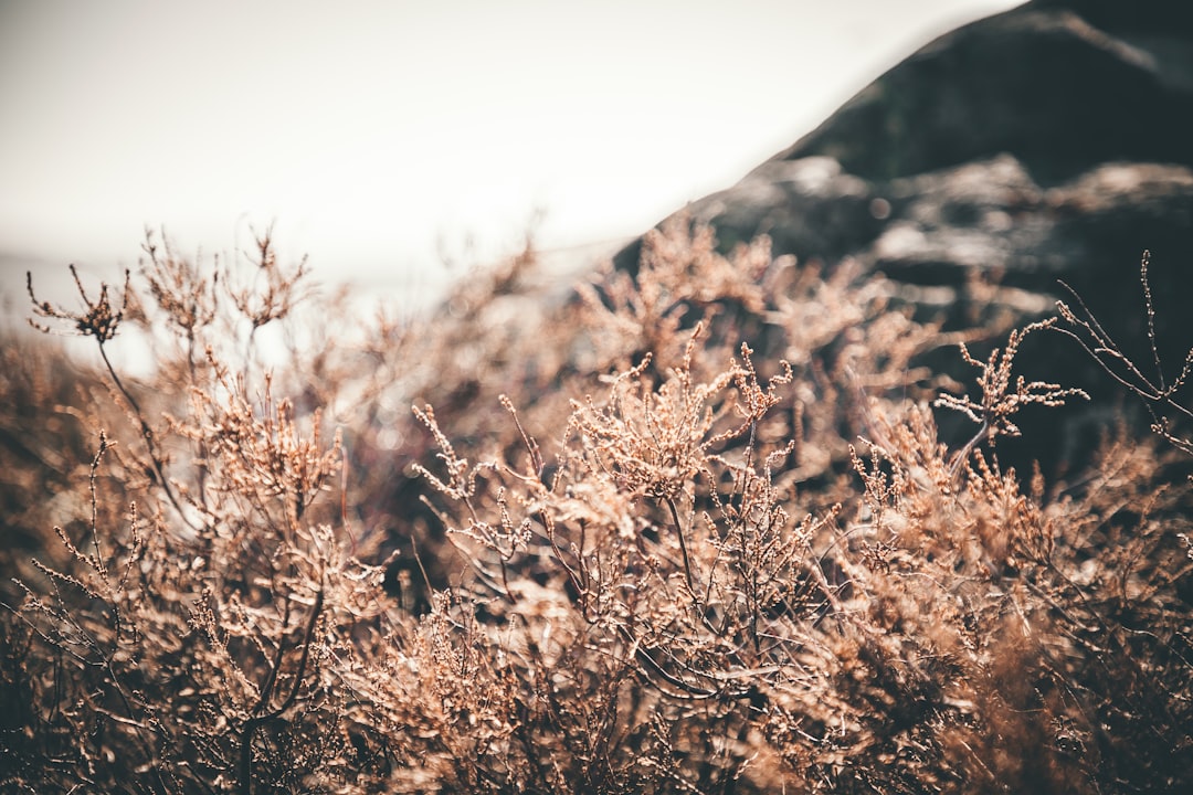 brown plant during day