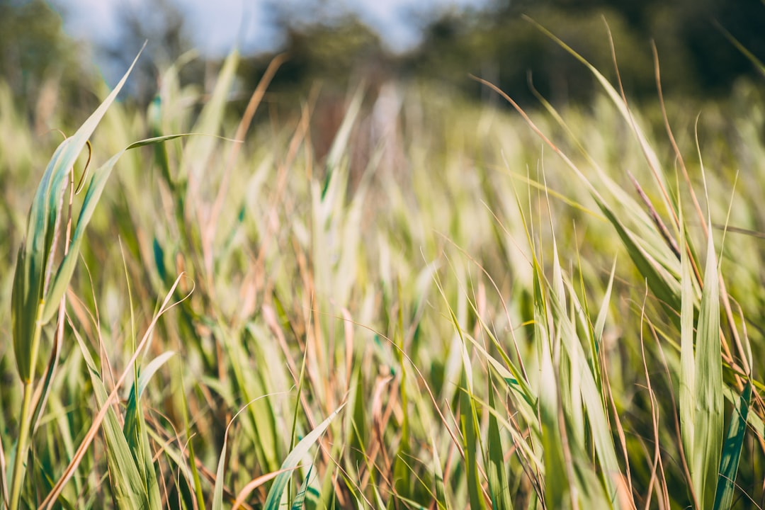 green plant field during day