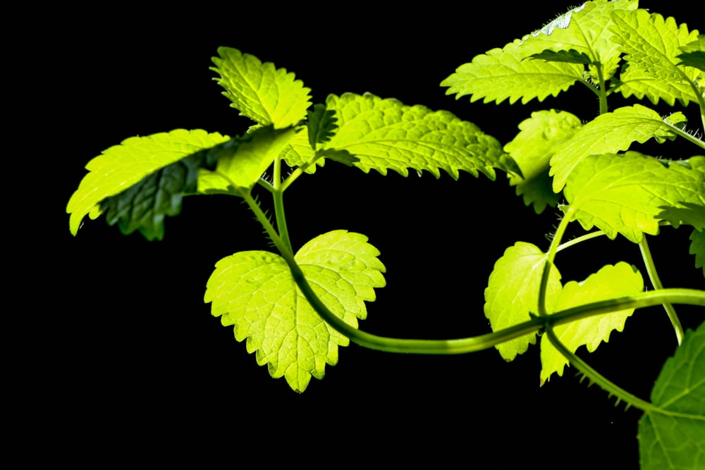 緑の葉の植物のクローズアップ写真