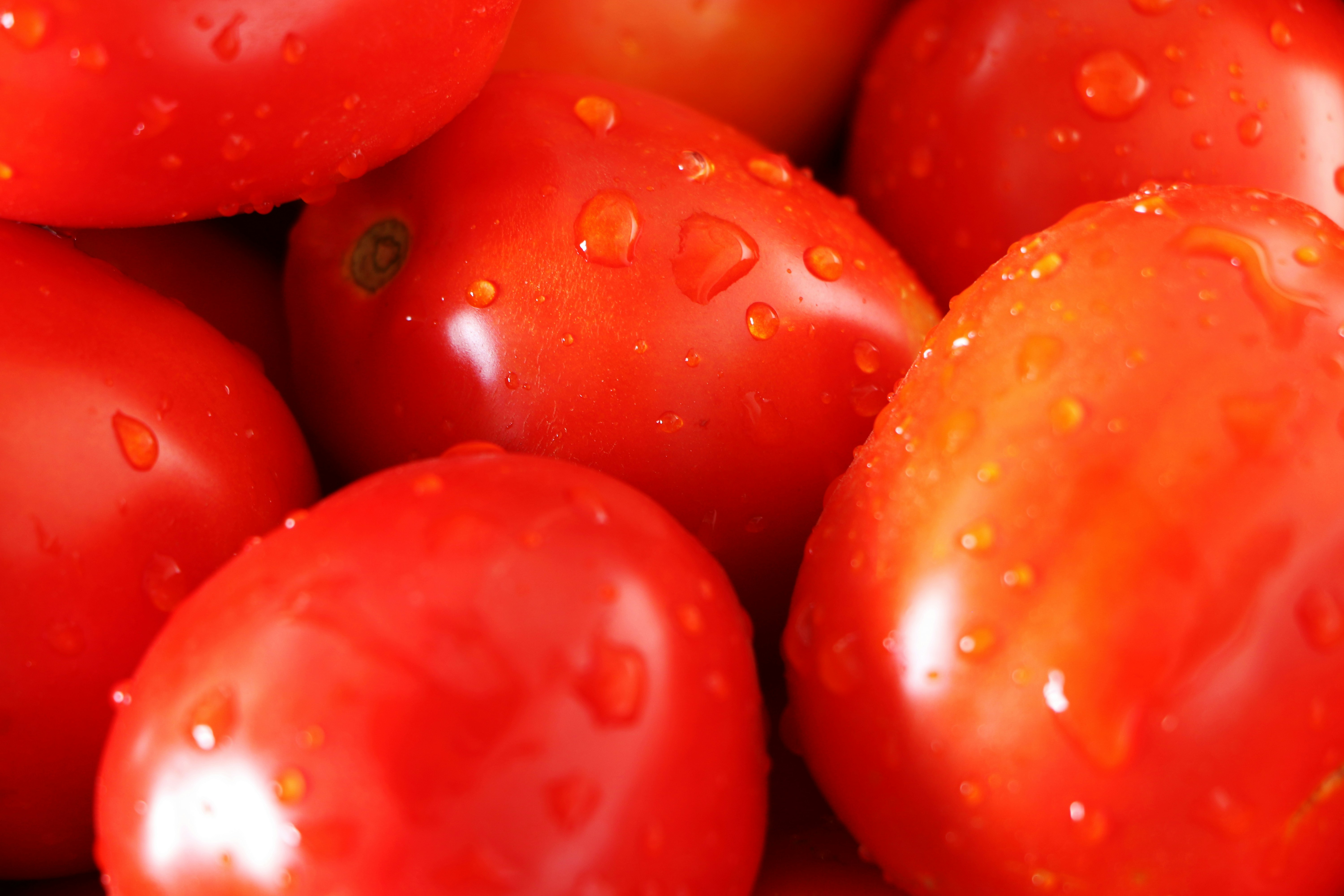 Tomate Orgânico Fresco