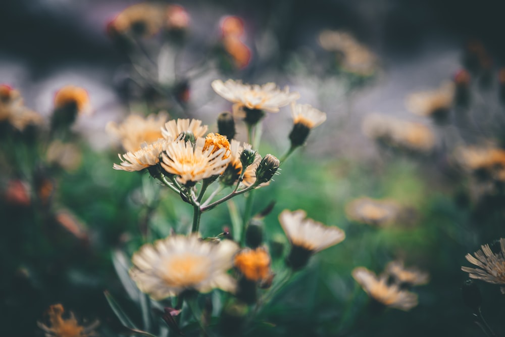 white petaled flowers