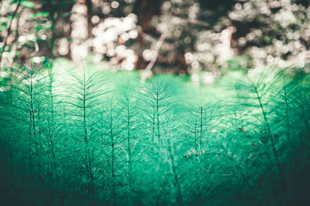 green leafed plants