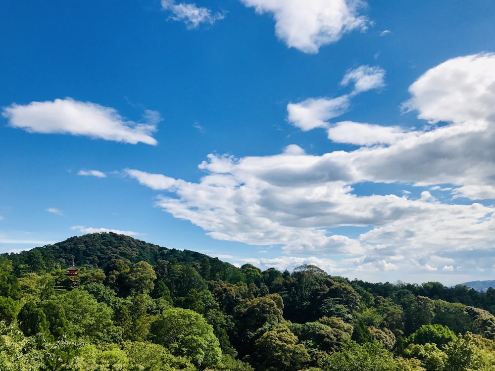 a scenic view of a lush green forest under a blue sky
