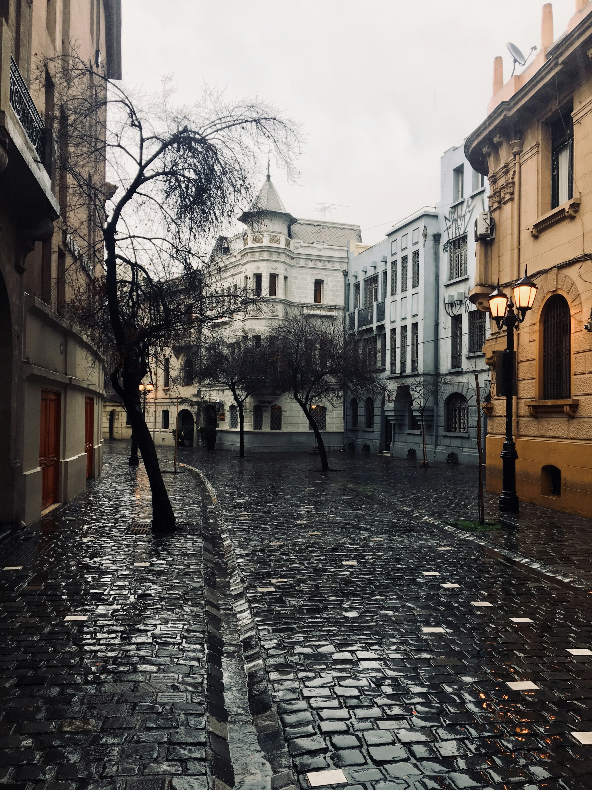 trees beside buildings