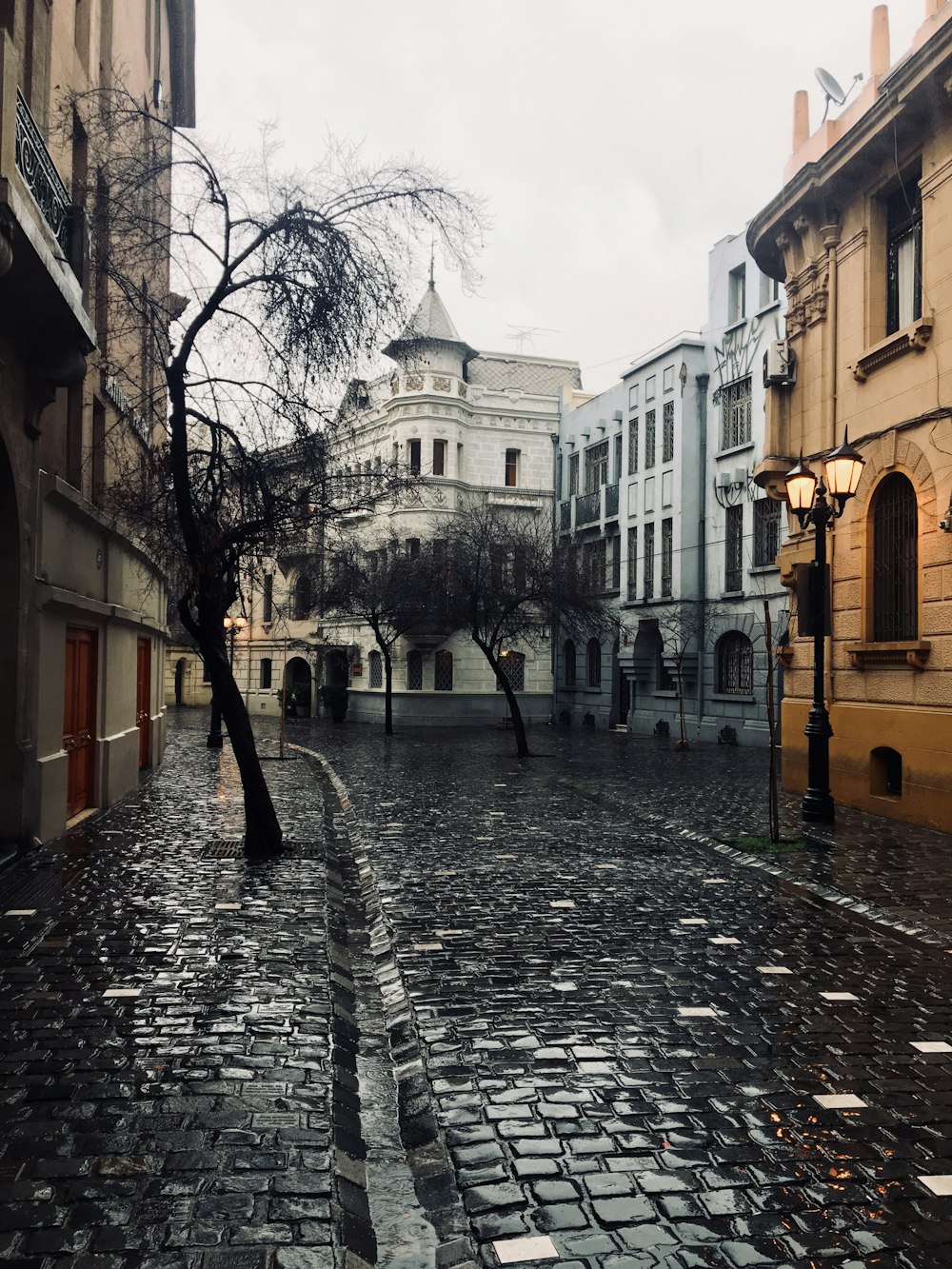 trees beside buildings