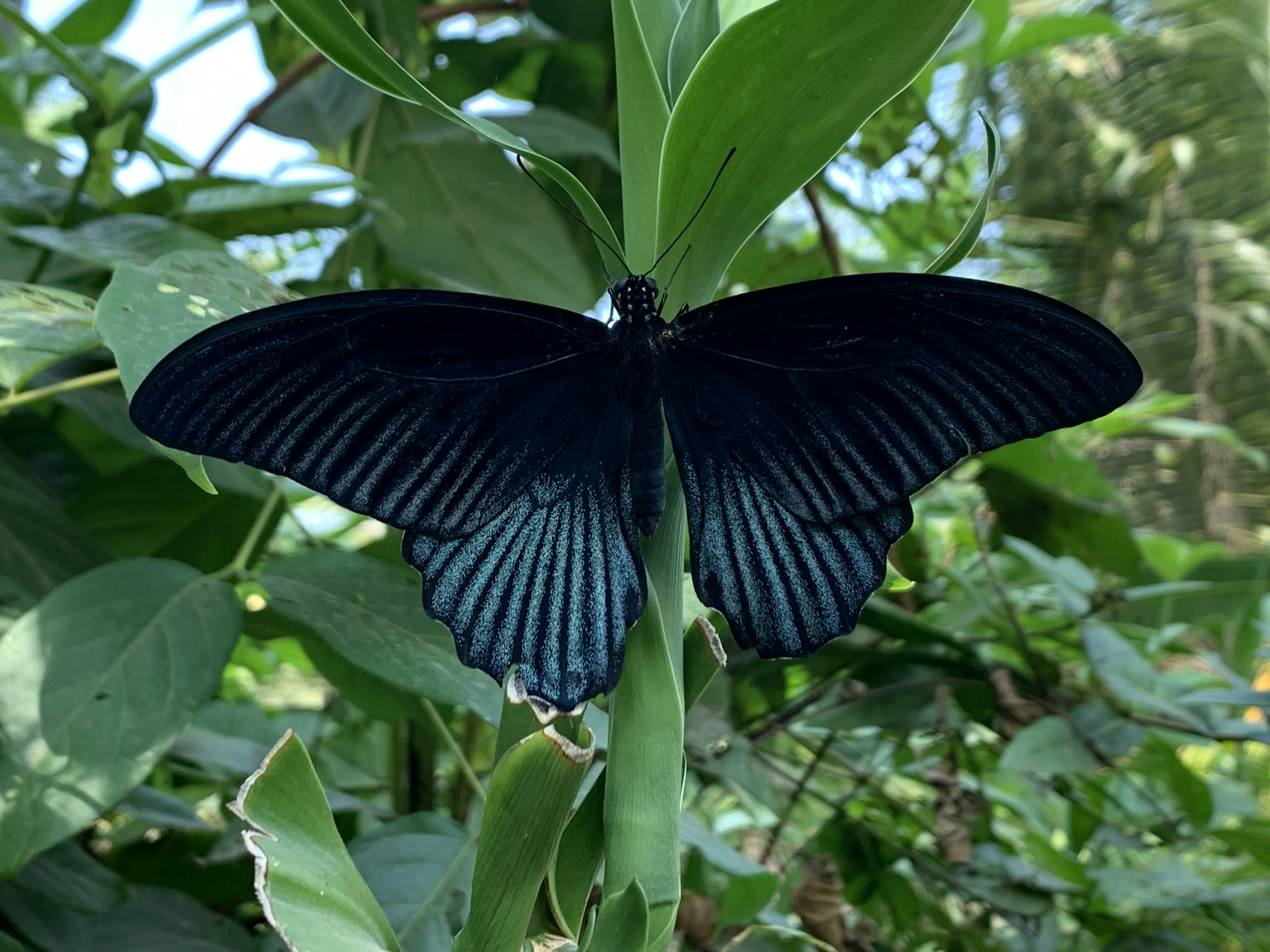 緑の植物にとまる青い蝶の写真 Unsplashの無料写真