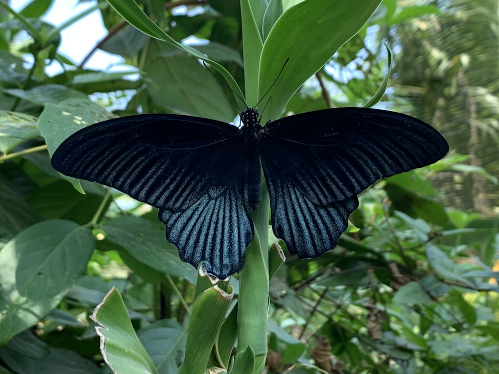 blue butterfly perched on green plant