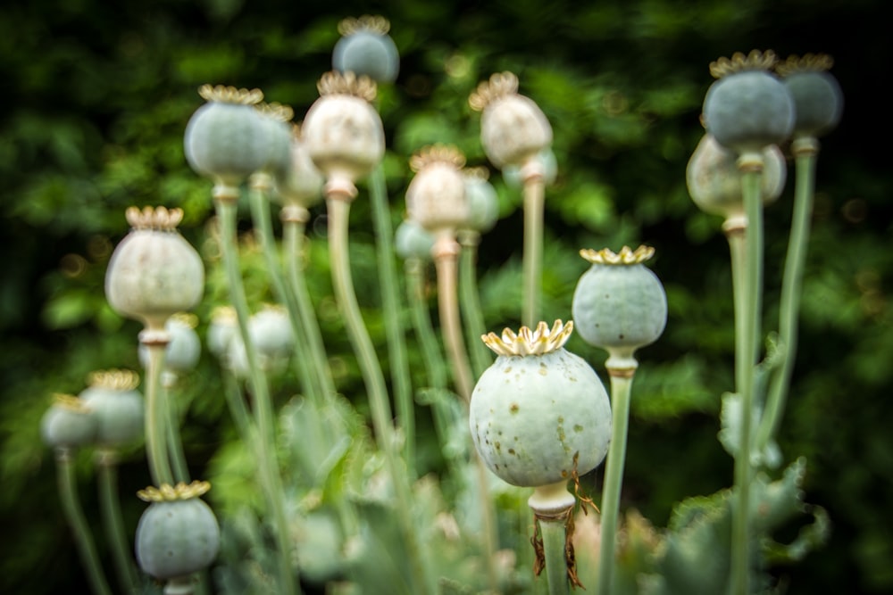 Opium Poppy | Free Images on Unsplash