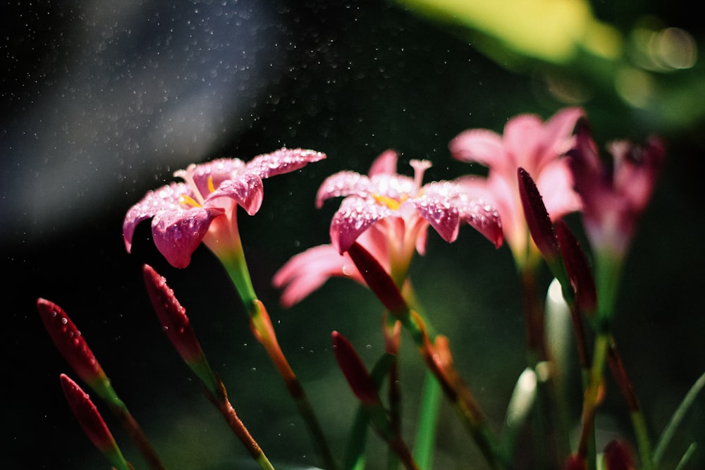 closeup photography of pink-petaled flower