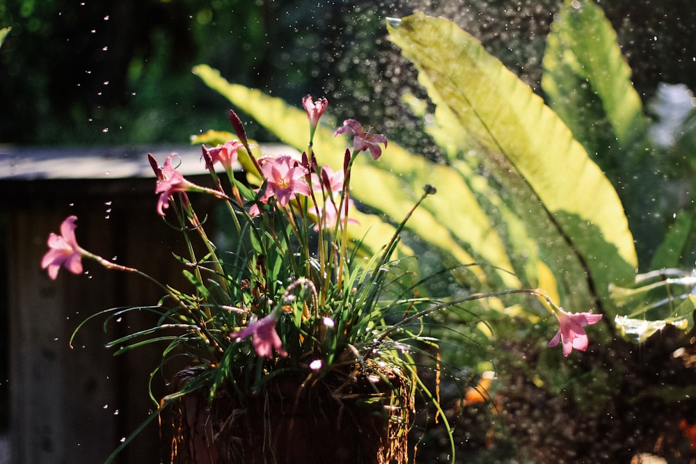 pink orchid