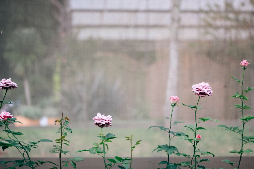 pink petaled flowers