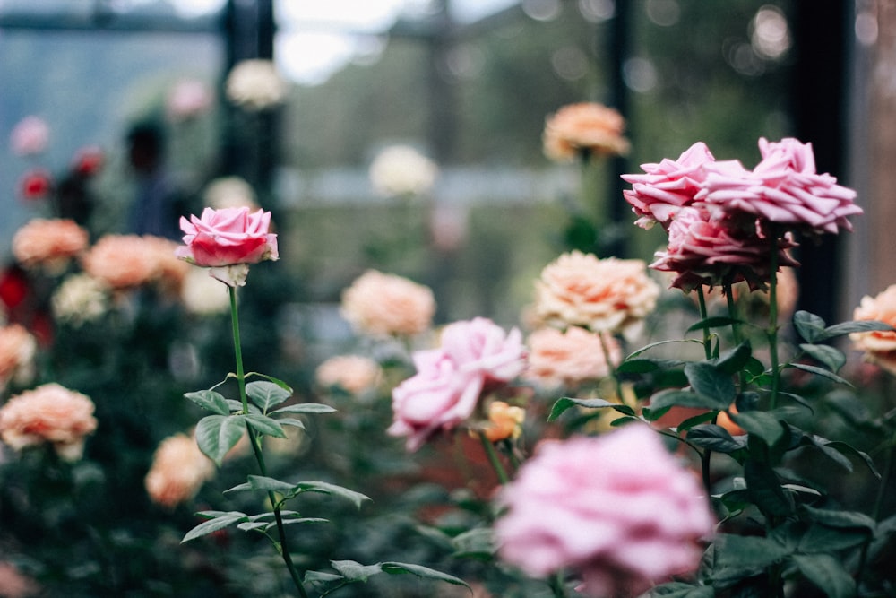 pink petaled flowers