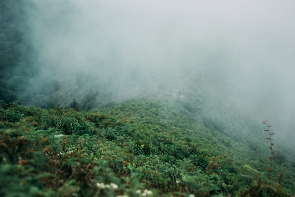 green field surrounded with fogs