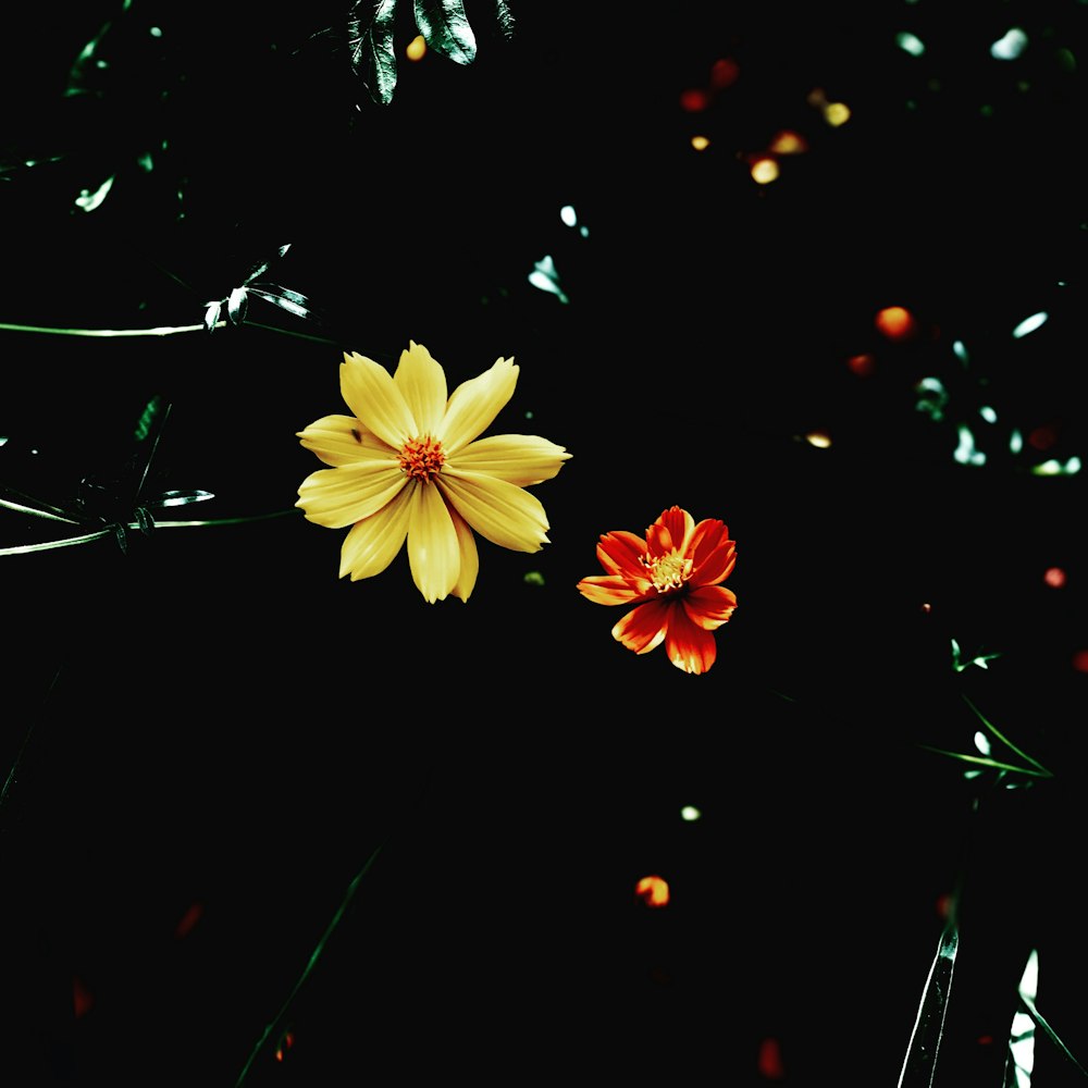 yellow petaled flowers