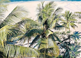 landscape photo of a sandy beach