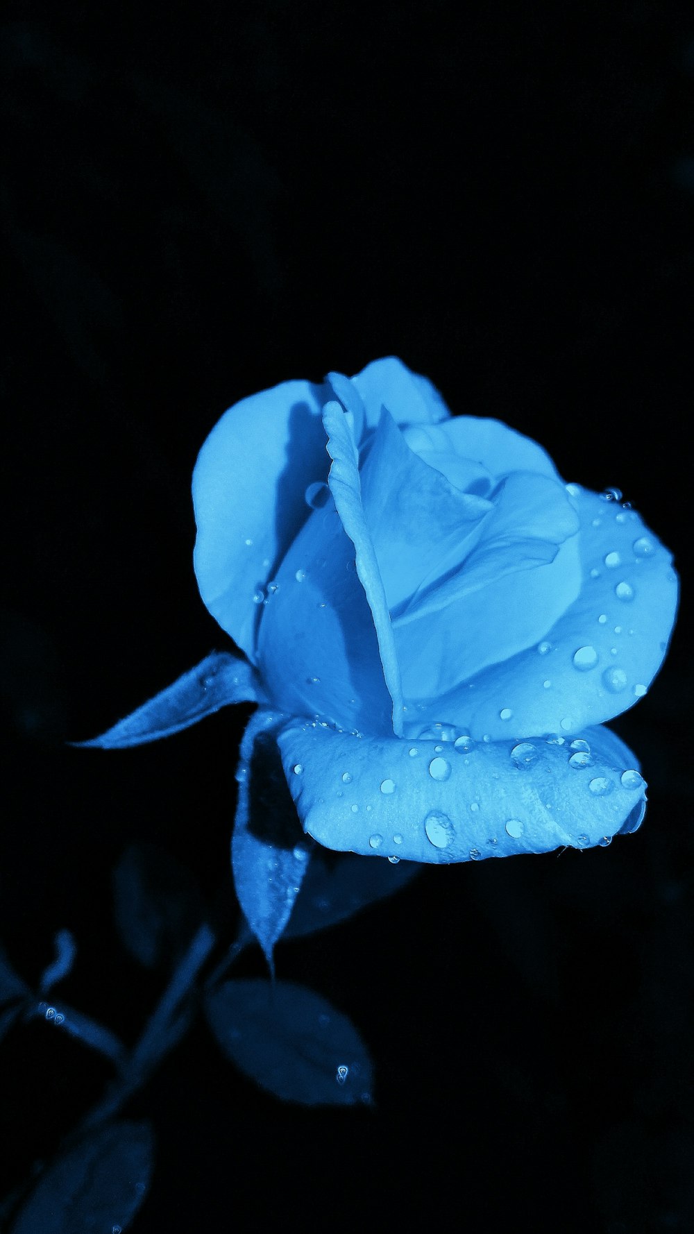 rosa azul con gota de agua