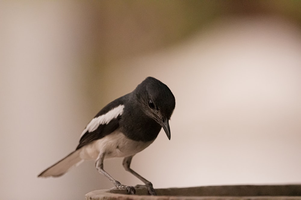 black and white small bird