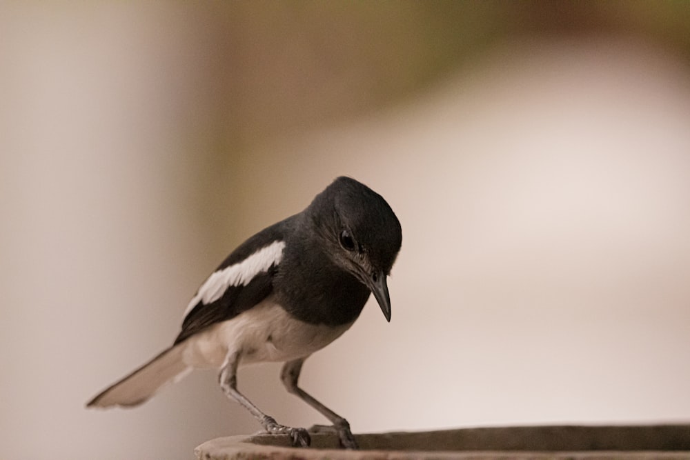 schwarz-weißer kleiner Vogel