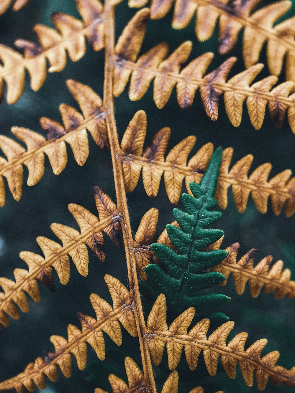 brown-leafed plant