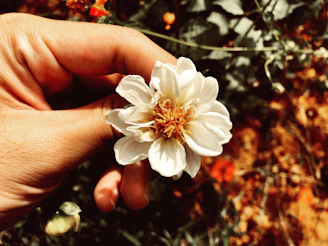 A gentle hand holding a blooming pastel flower symbolizing care and new beginnings.