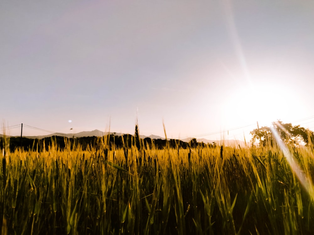 green rice field during golden hour