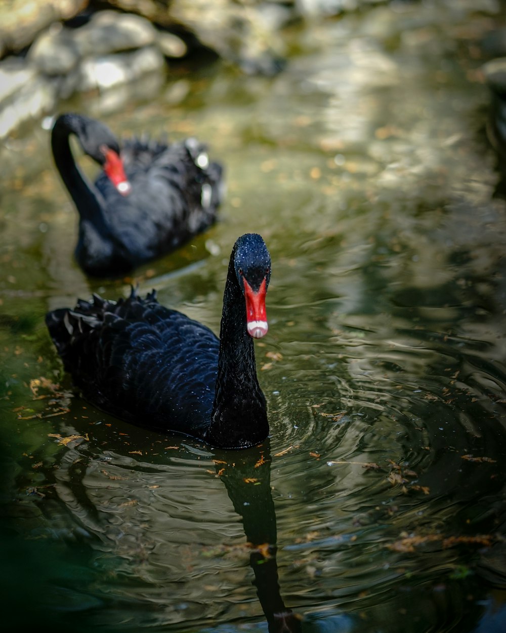 two black swans