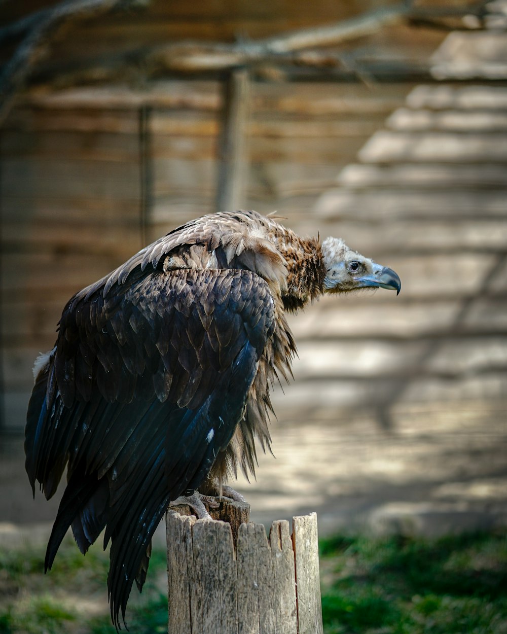 black and brown bird perching