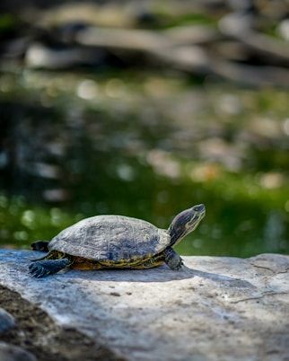 gray and brown turtle on rock