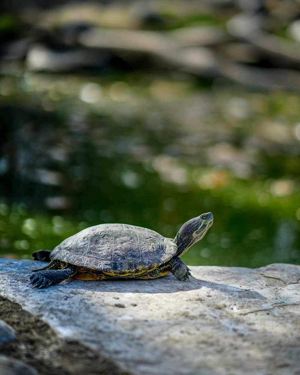 gray and brown turtle on rock