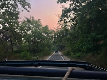 A serene road flanked by lush green trees on both sides, with a vehicle driving ahead. The sky above has a soft, warm hue, suggesting either dawn or dusk. The image is captured from the perspective of another vehicle, possibly an open-top, adding to the sense of adventure and exploration.