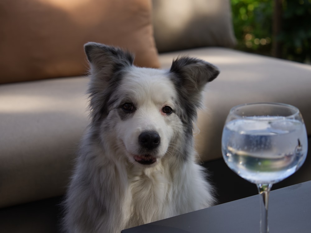white dog in front of drinking glass filled water