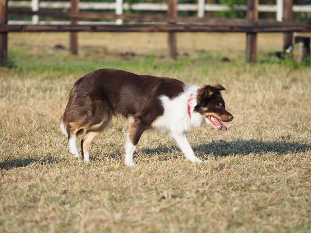 black and white Bernard Collie dog