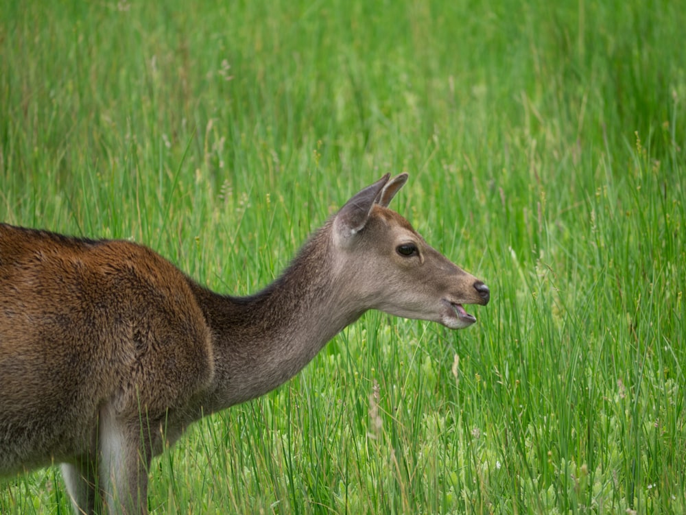 brown deer at a green field