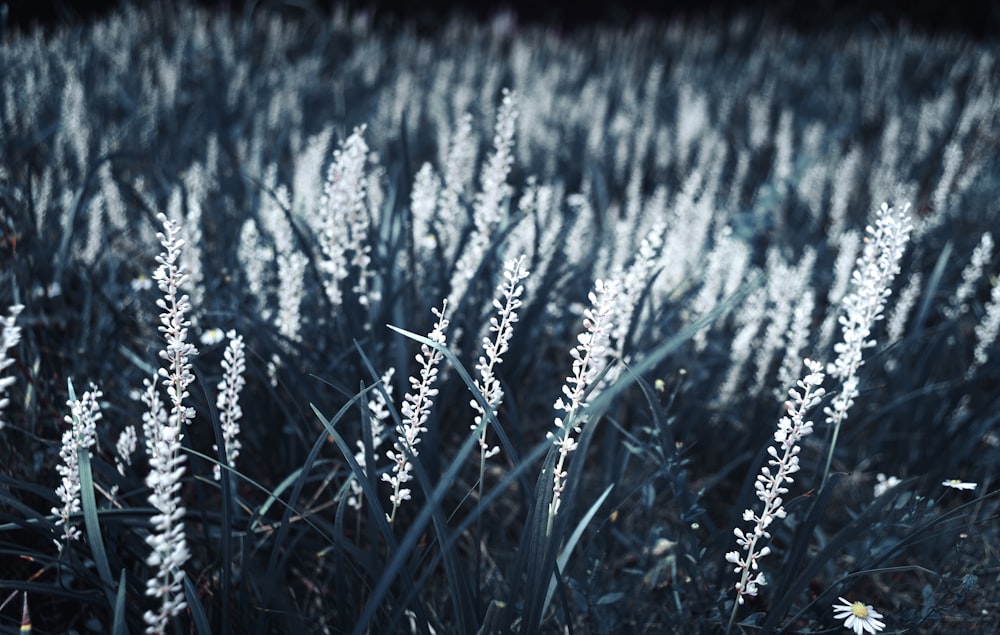 closeup photography of green-leafed plant