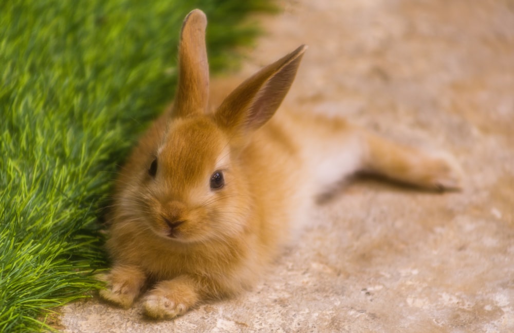 brown bunny near green grass during daytime