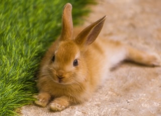 brown bunny near green grass during daytime