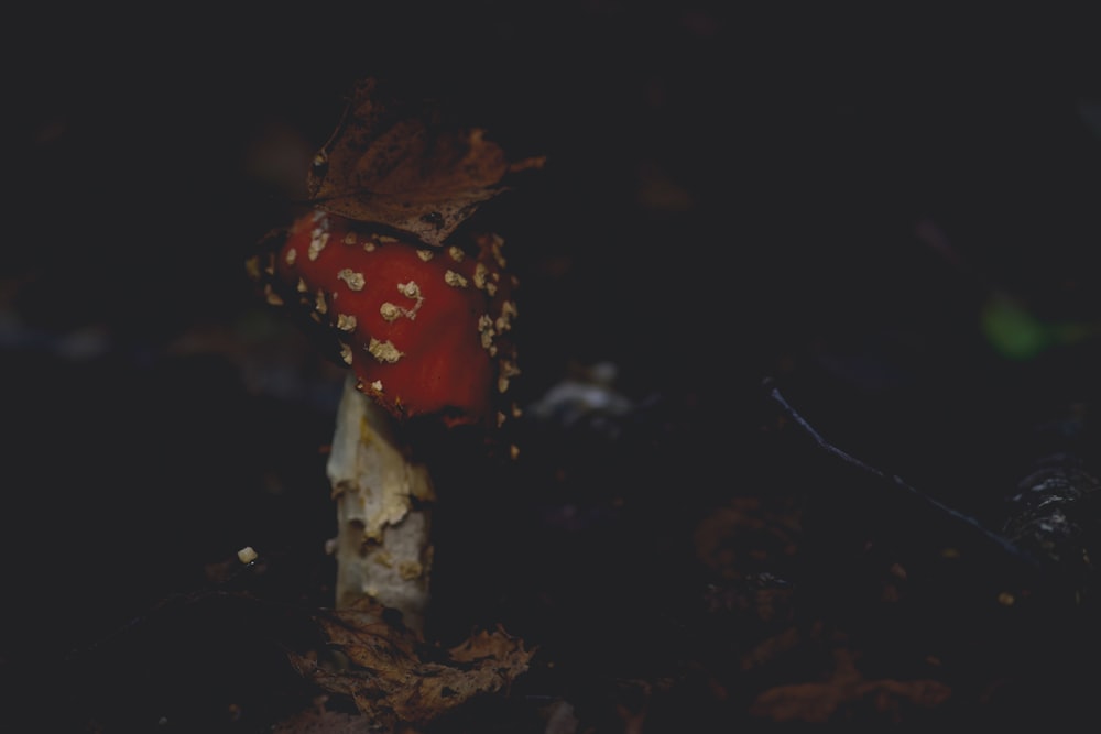 a red mushroom sitting on top of a forest floor