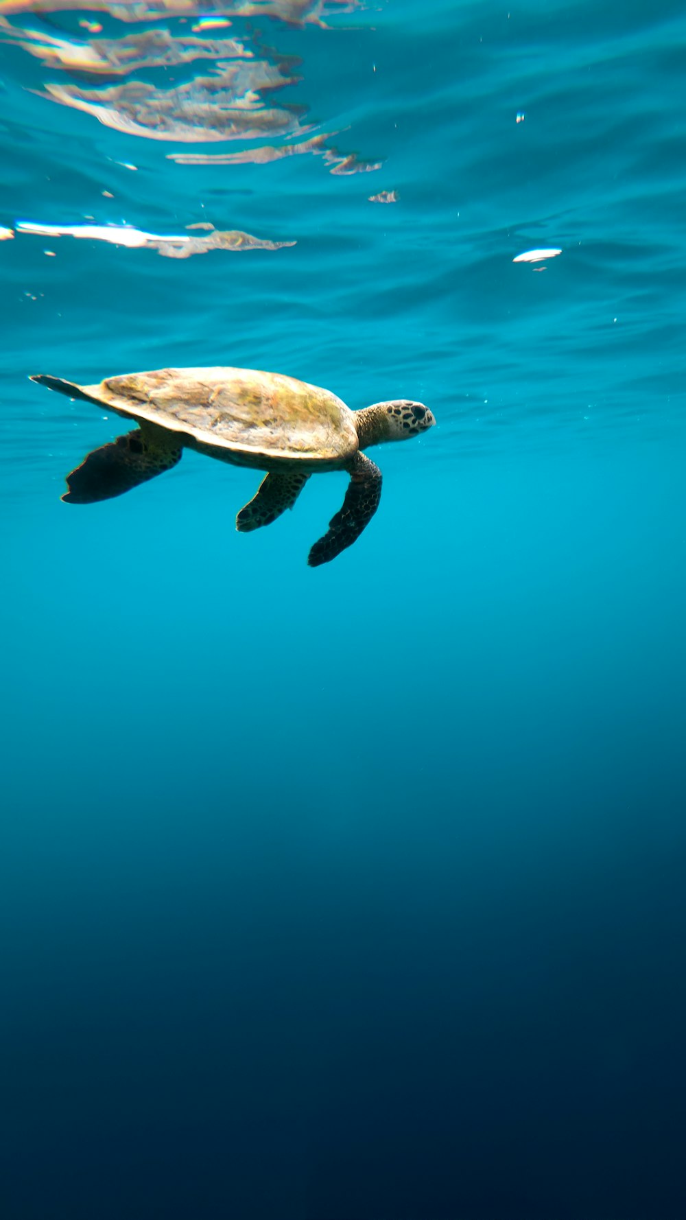 Sea Turtle under water