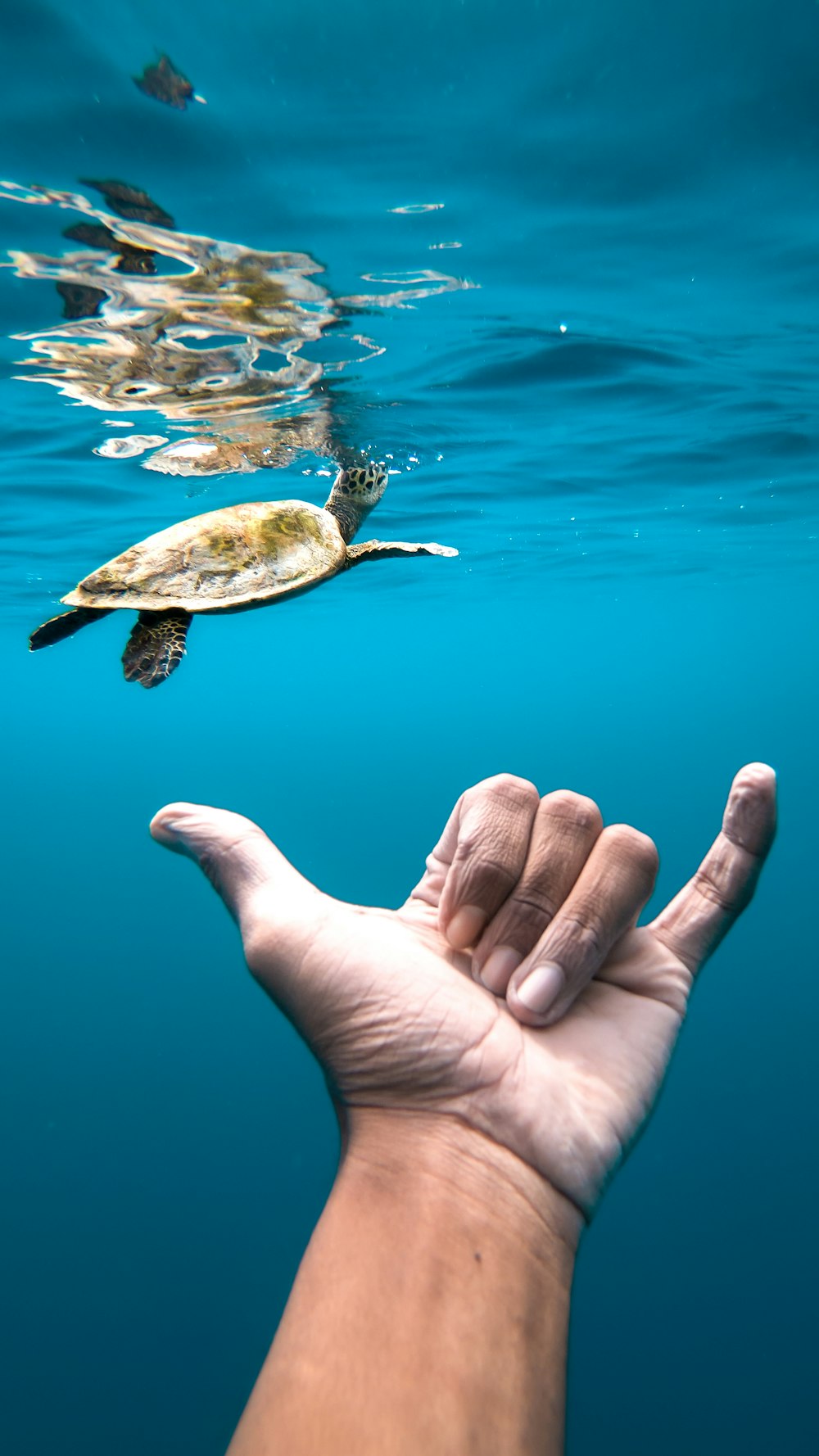 brown and gray turtle near hand