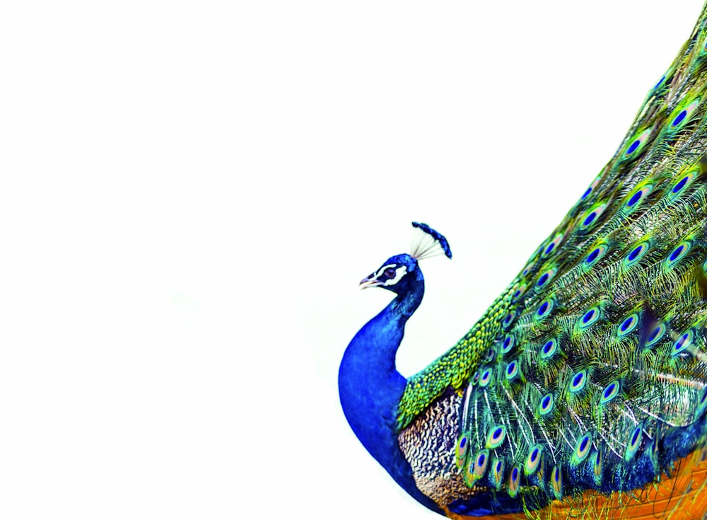 peacock close-up photography