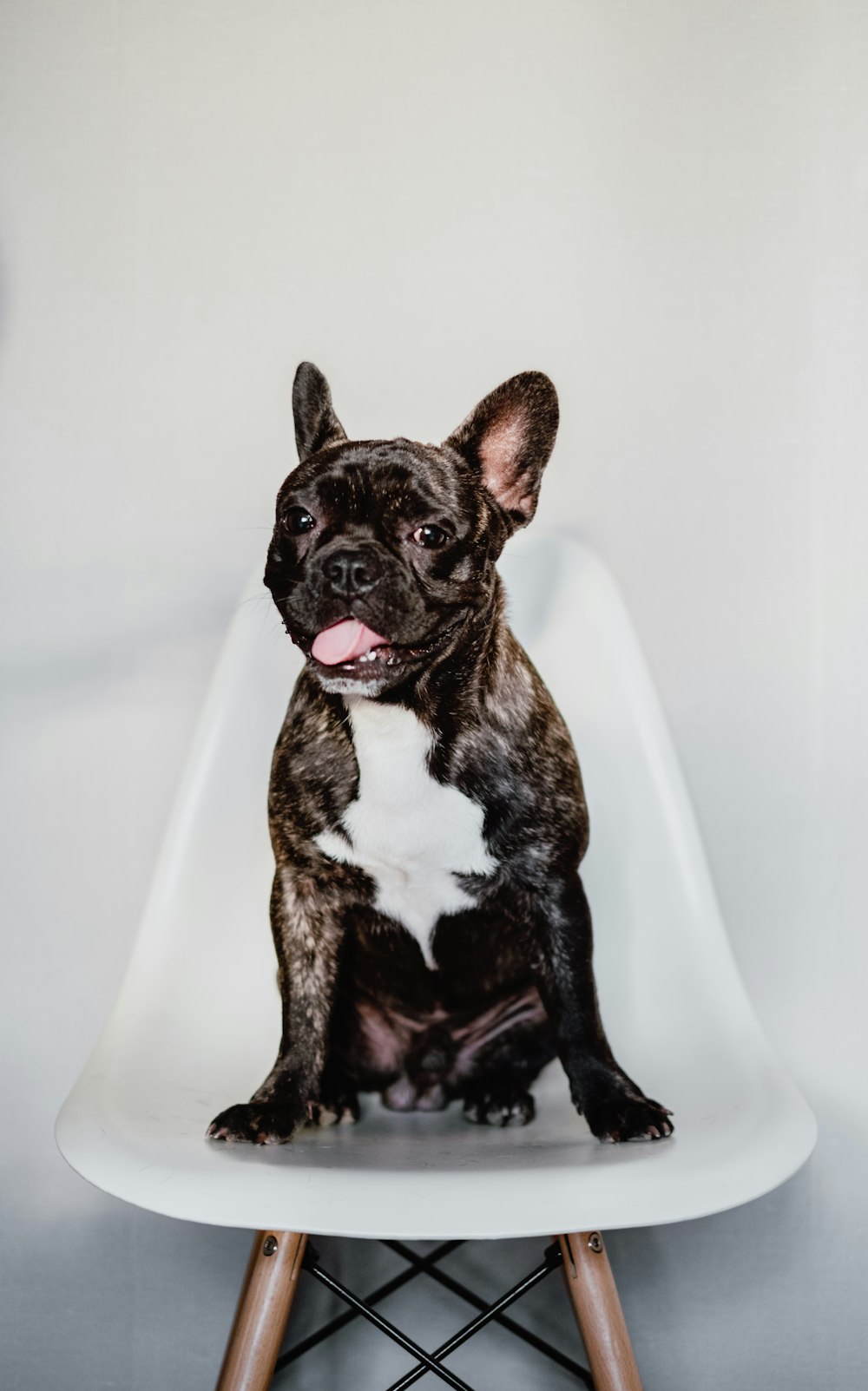 short-coated black and white dog close-up photography