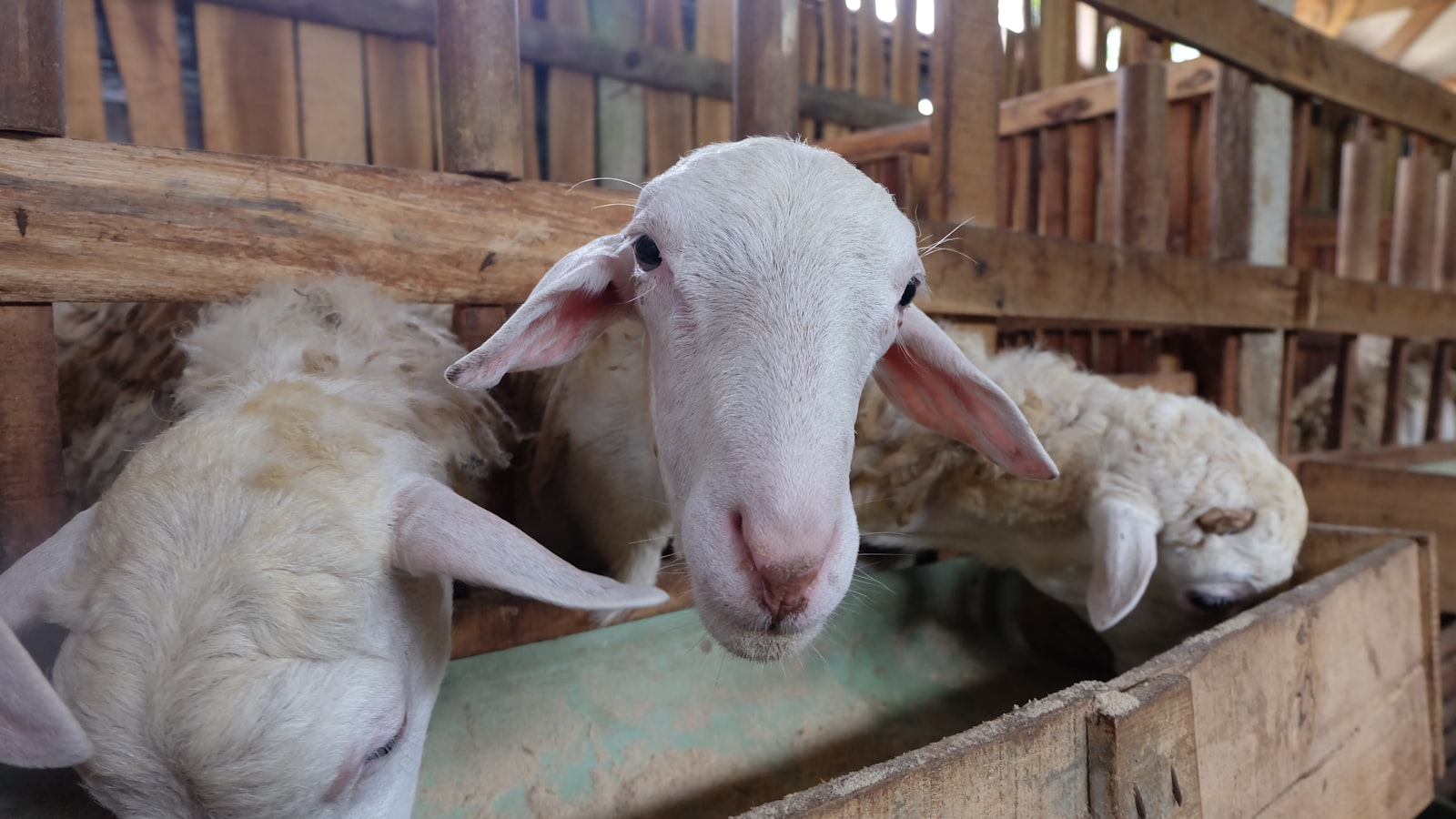 Goat Diet Recommendations: Moderation and Observing Individal Tolerance