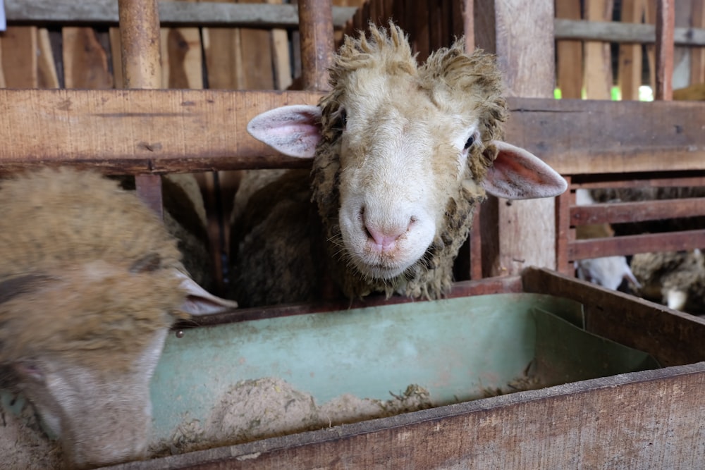 brown sheep